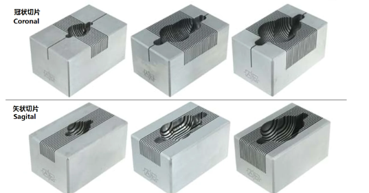 腦模具300-600G大鼠，冠狀，0.5MM